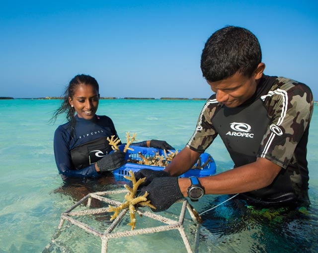 Kurumba Maldives Resort Coral Planting 